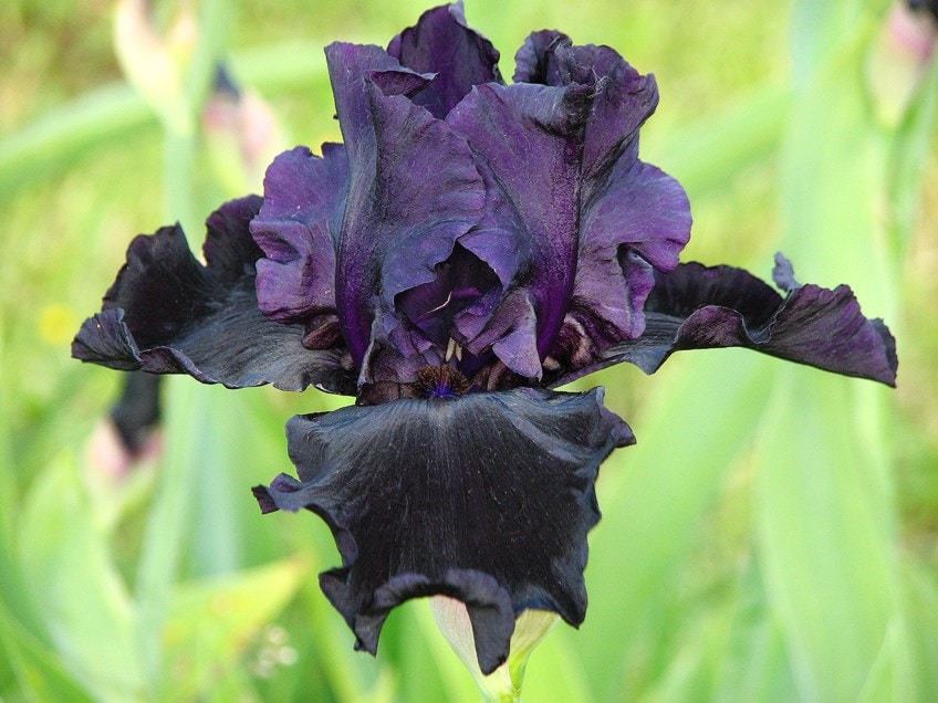 Black Iris Flower