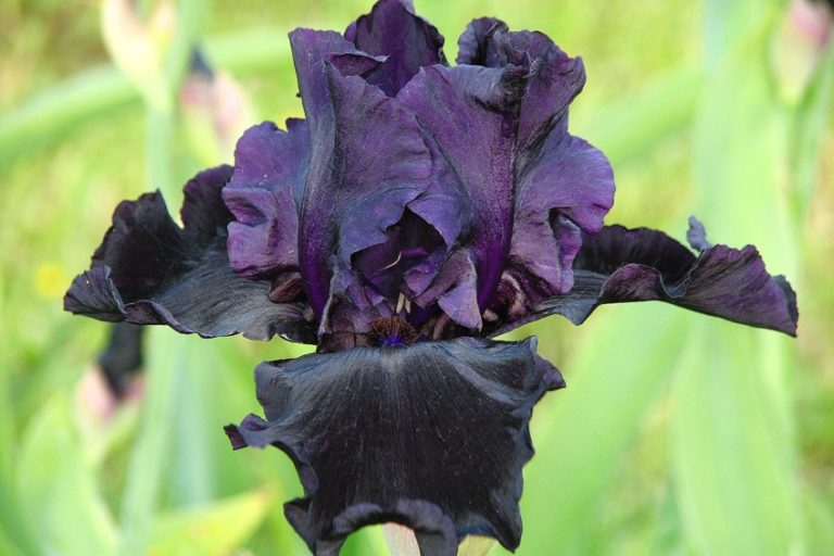 “Black Iris” Painting by Georgia O’Keeffe – “Black Iris III”