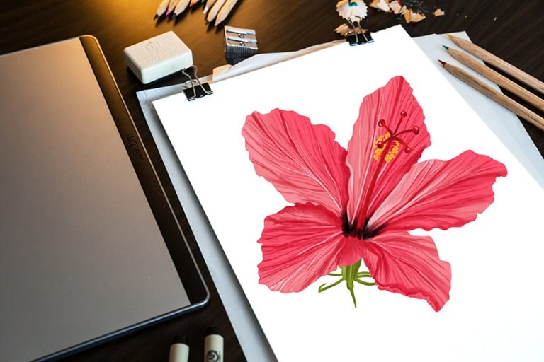 How to Draw a Hibiscus Flower – Create Your Own Hibiscus Flowers