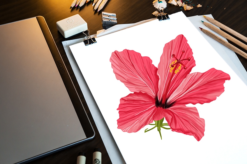 How to draw a Hibiscus flower