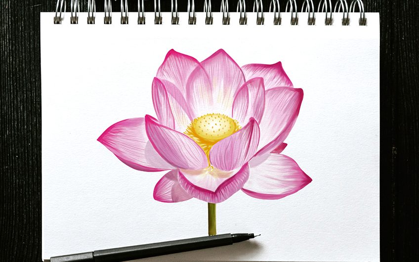 Dahlia or zinnia flower drawing in color, sketch of black line wall mural •  murals imitation, water, watercolor | myloview.com