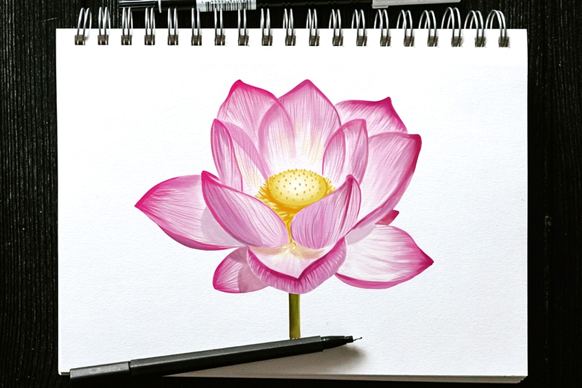My First Lotus Flower Drawing