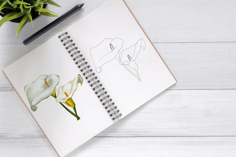 How to Draw a Calla Lily – A Guide to a Realistic Calla Lily Drawing