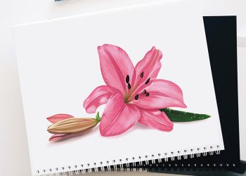 How to draw a lily flower