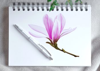 How to draw a magnolia flower
