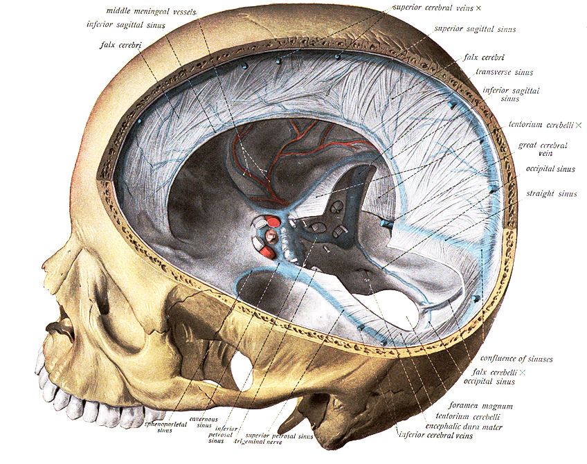 Illustration Styles in Medical Pictures