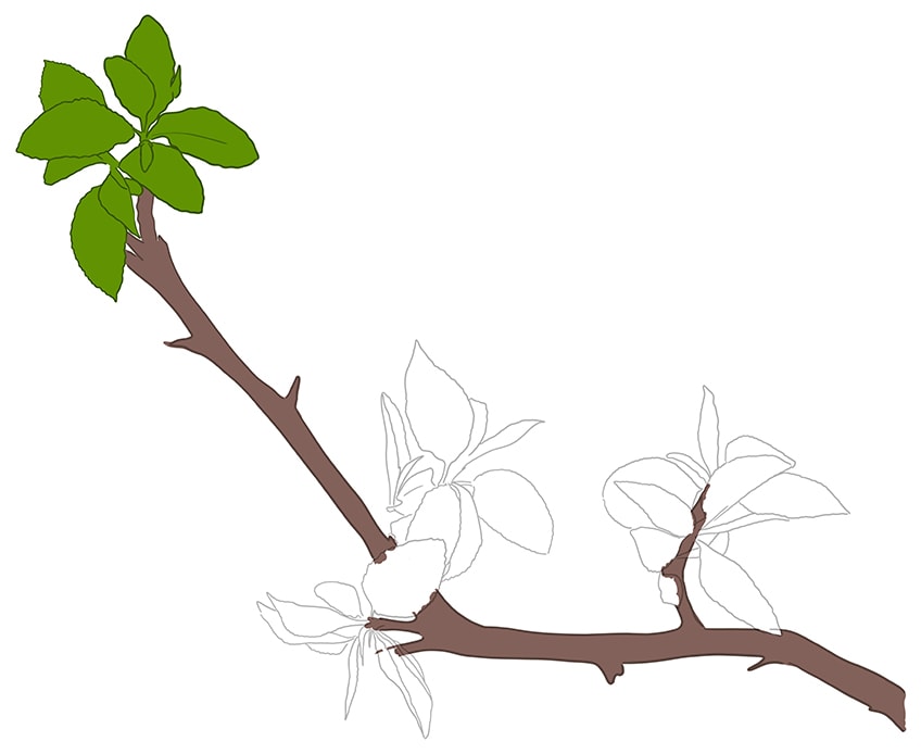 Tree Branch drawing 06