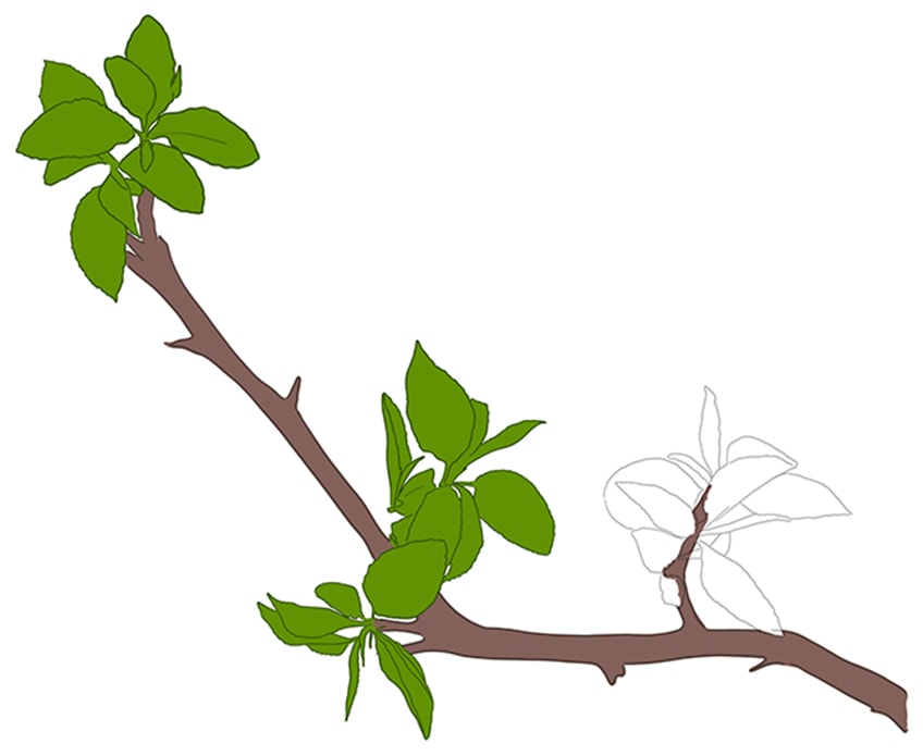 Tree Branch drawing 07