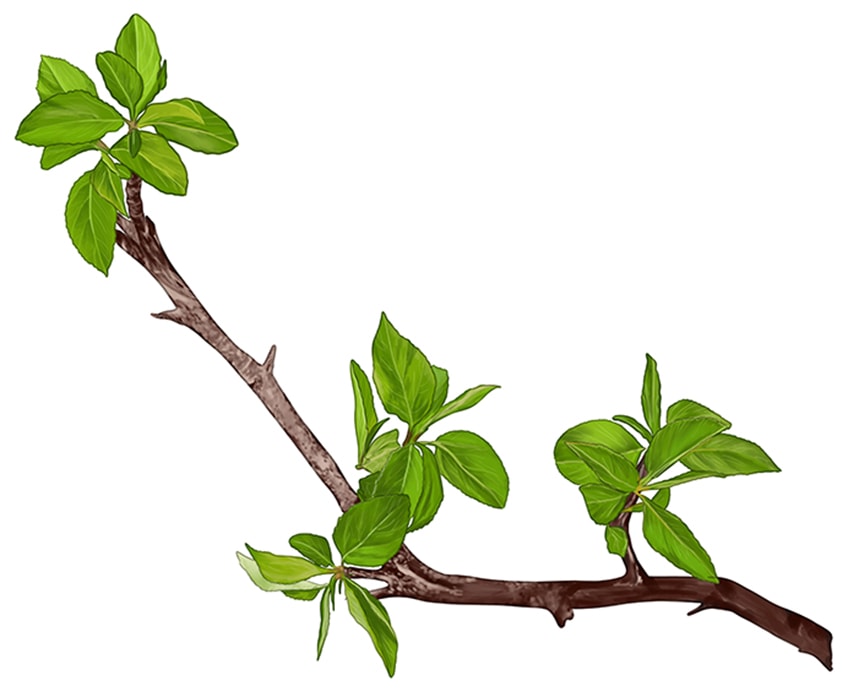 tree branch drawing for kids - Clip Art Library