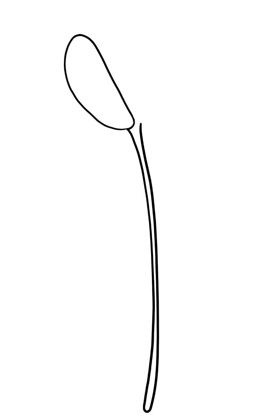 Tulip Drawing 02
