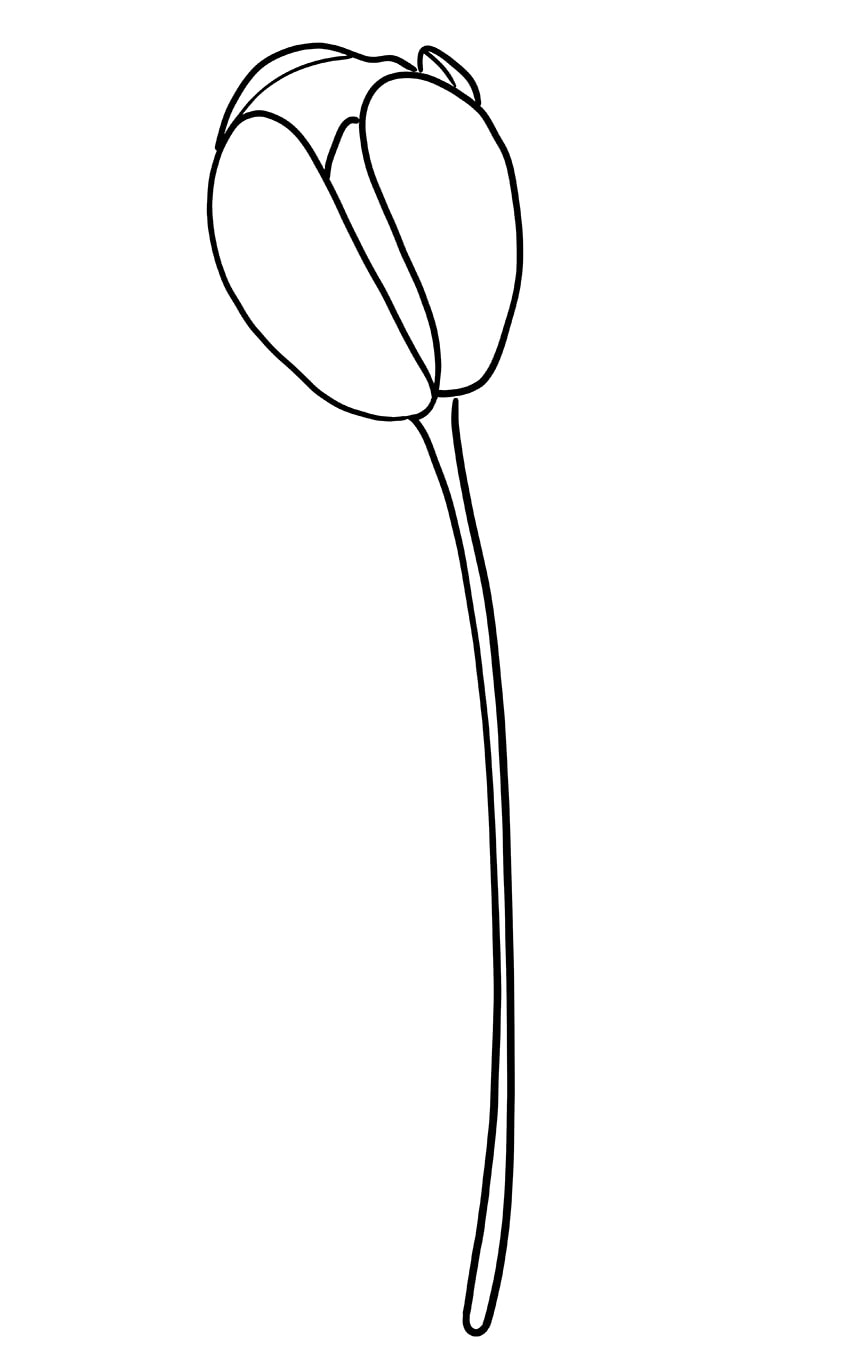 Tulip Drawing 05