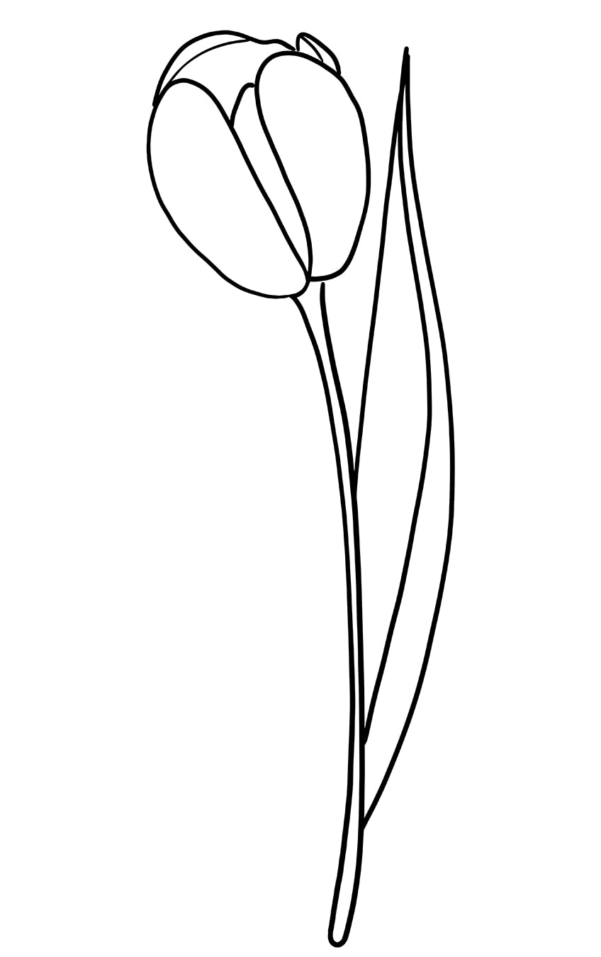 Tulip Drawing 06