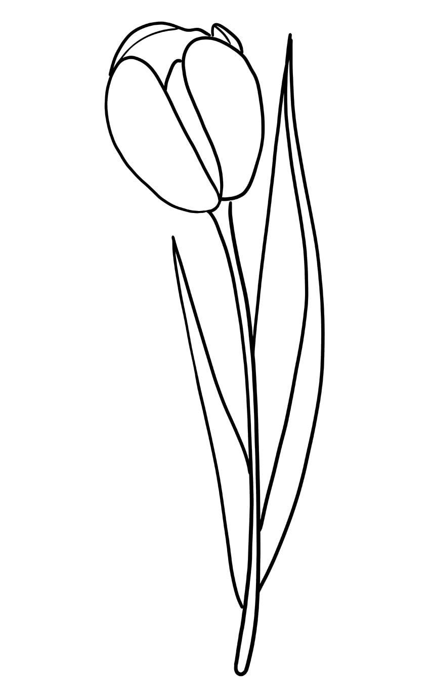 Tulip Drawing 07