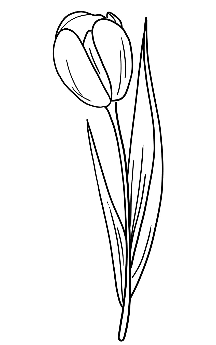 Tulip Drawing 08
