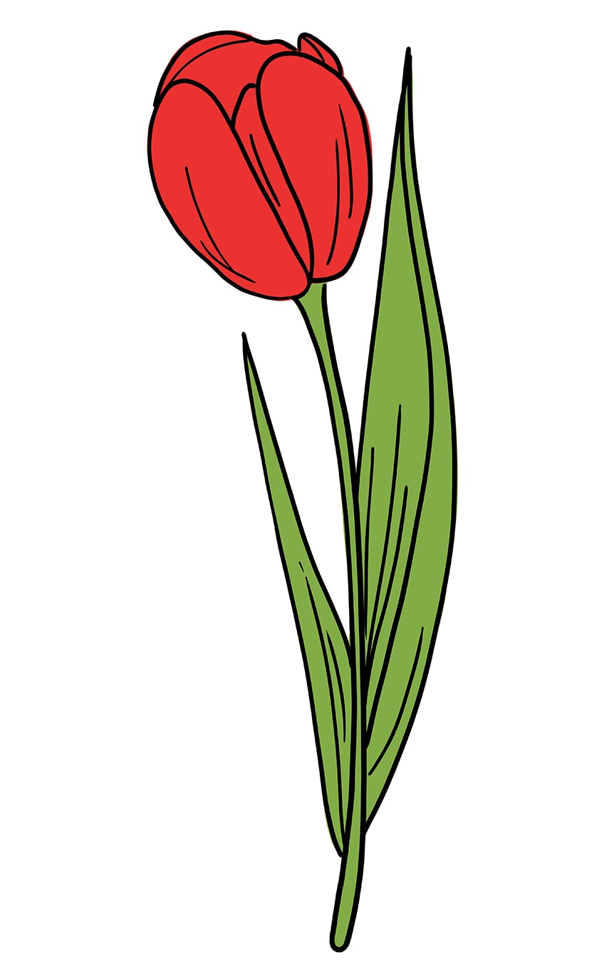 Tulip Drawing 10