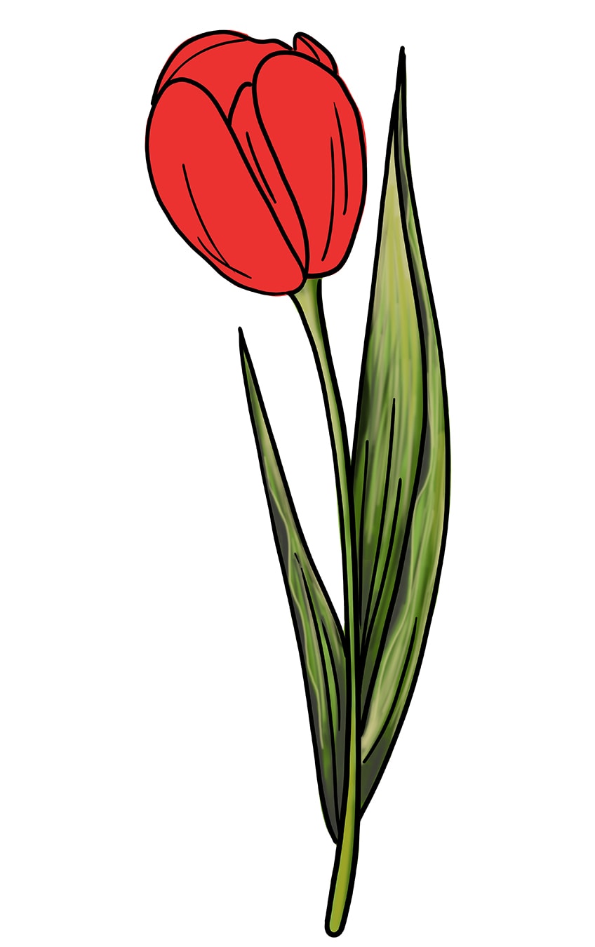 Tulip Drawing 12