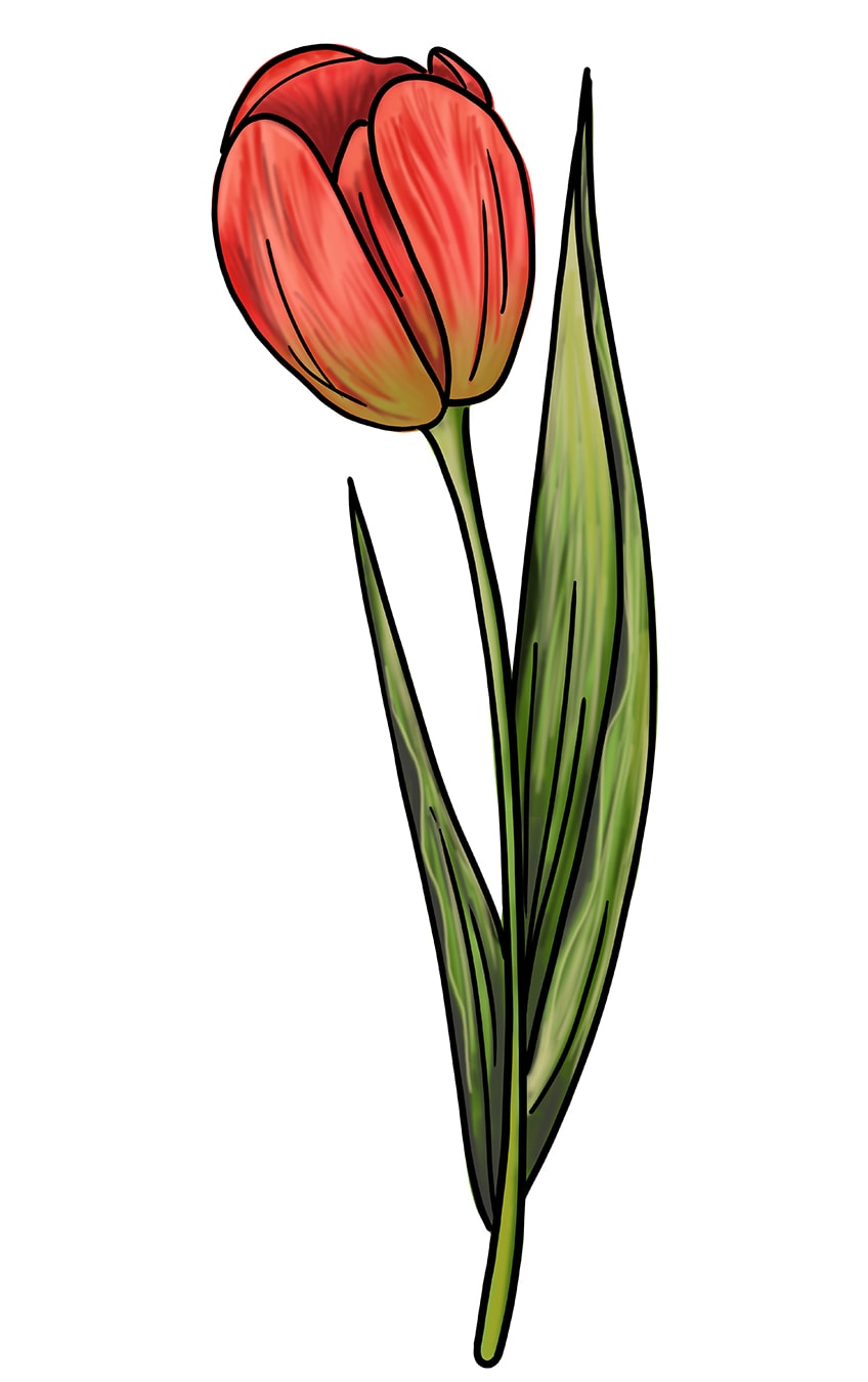 Tulip Drawing 14