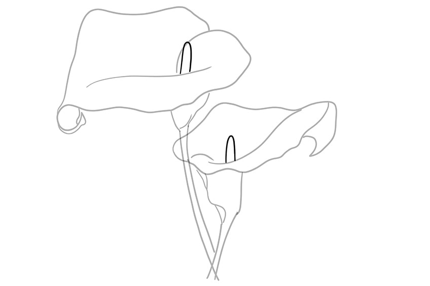 calla lily drawing 04