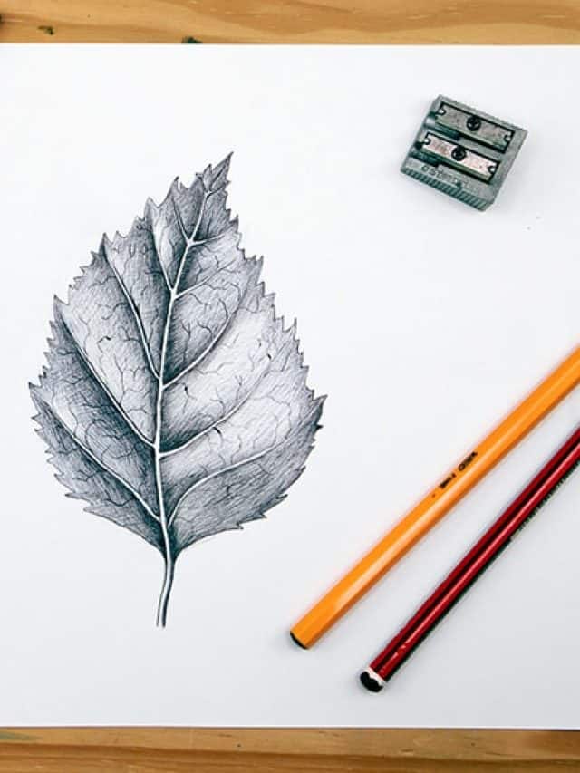 Leaf Drawing – Learn How to Draw Different Leaves!