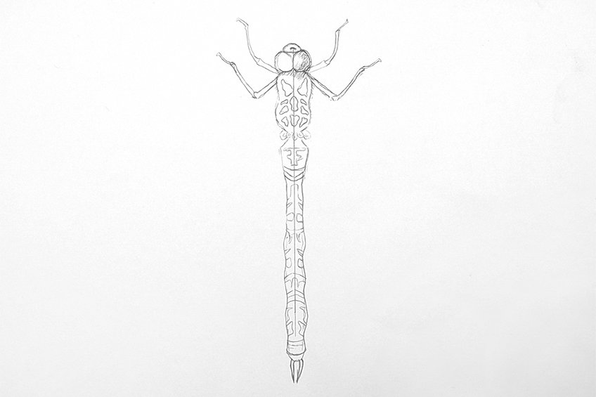 dragonfly drawing 07
