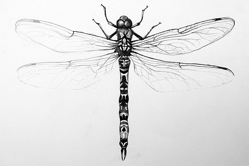 dragonfly illustration 23