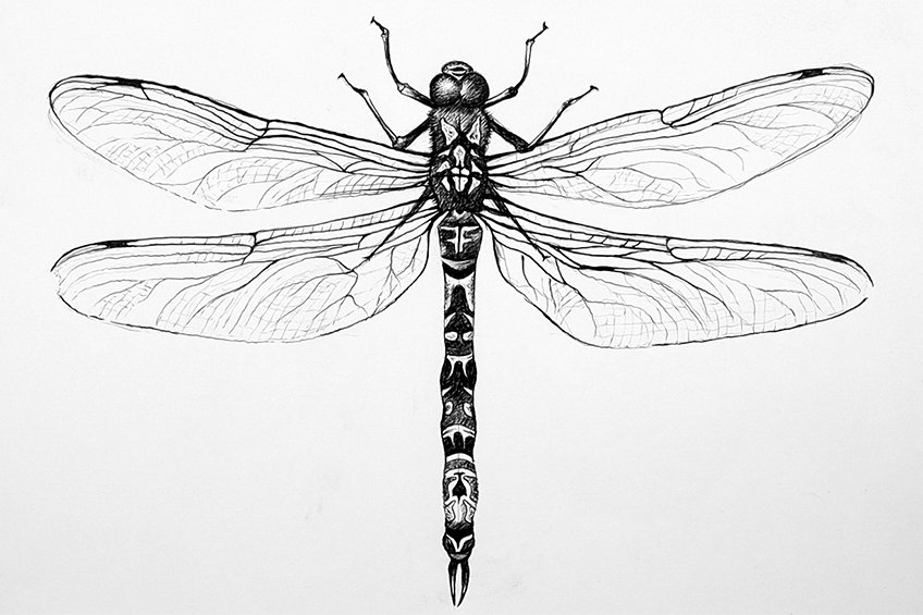 dragonfly illustration 27