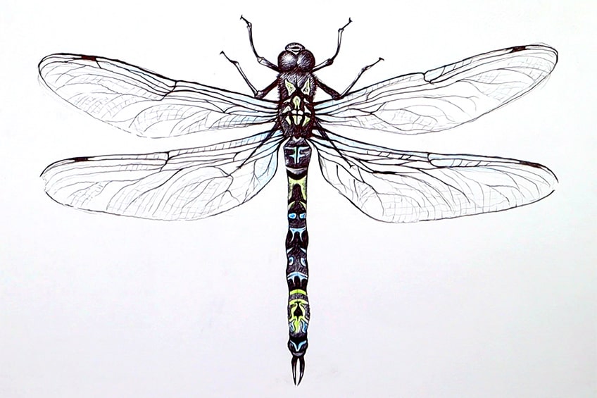 dragonfly illustration 28