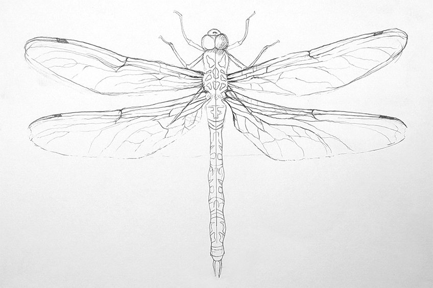 dragonfly sketch 15