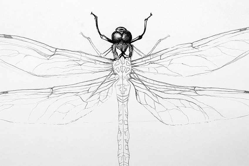 dragonfly sketch 16