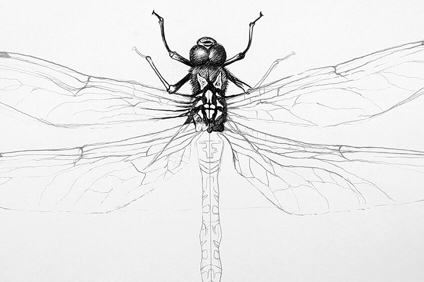 dragonfly sketch 18