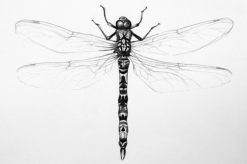 dragonfly sketch 21