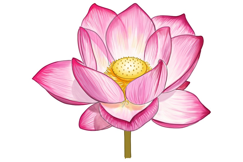 how to draw a realistic lotus flower