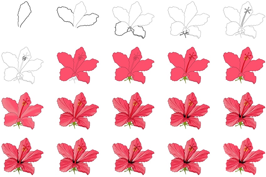 drawing hibiscus flower