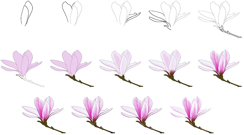 drawing magnolia flower