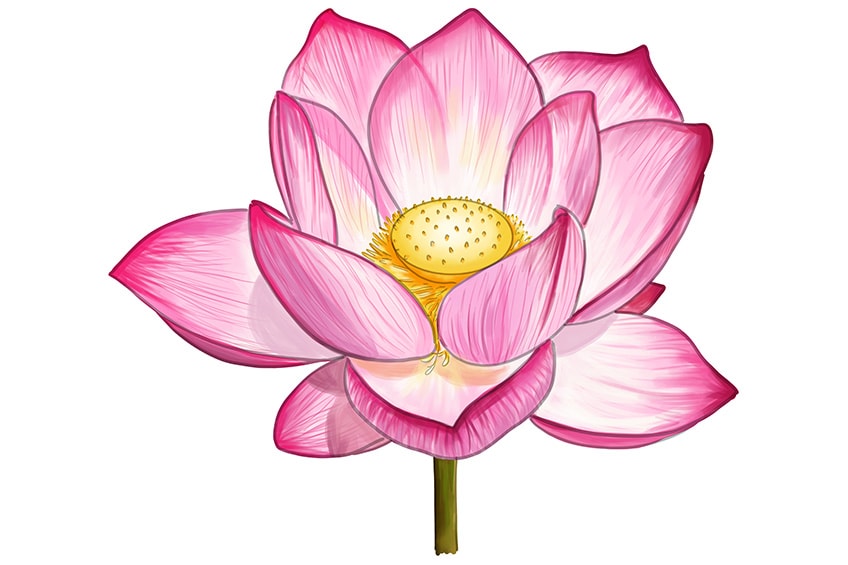 Pencil sketch tattoo realistic lotus flower drawin