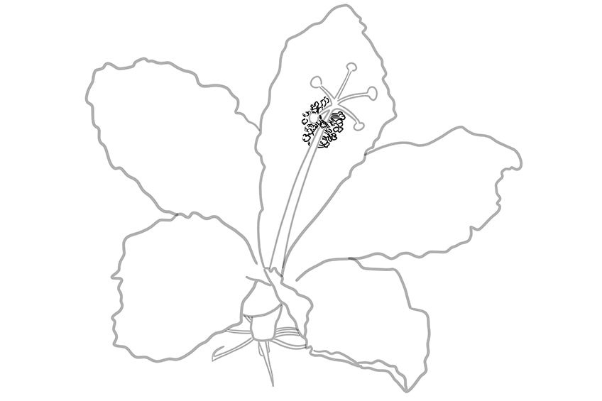 hibiscus flower drawing 06