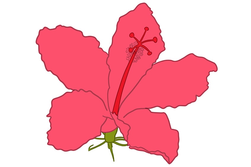 hibiscus flower drawing 09