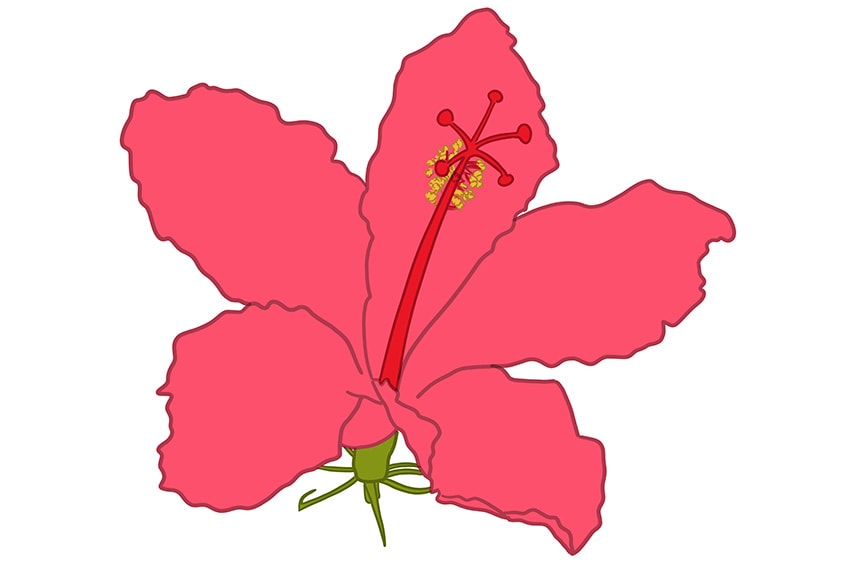 hibiscus flower drawing 10