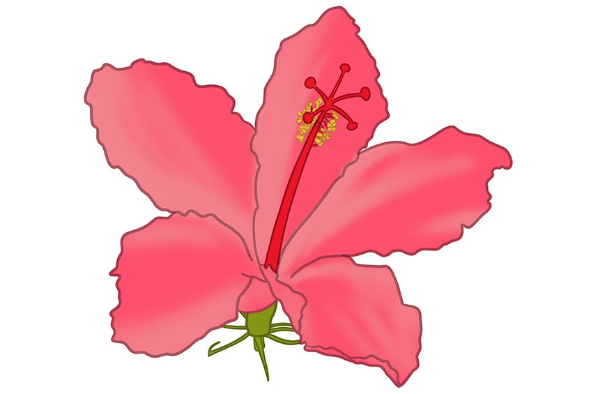 hibiscus flower drawing 11