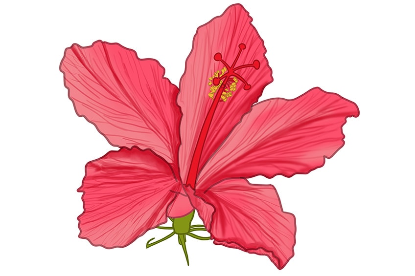 20 Easy Hibiscus Drawing Ideas - Draw a Hibiscus-saigonsouth.com.vn