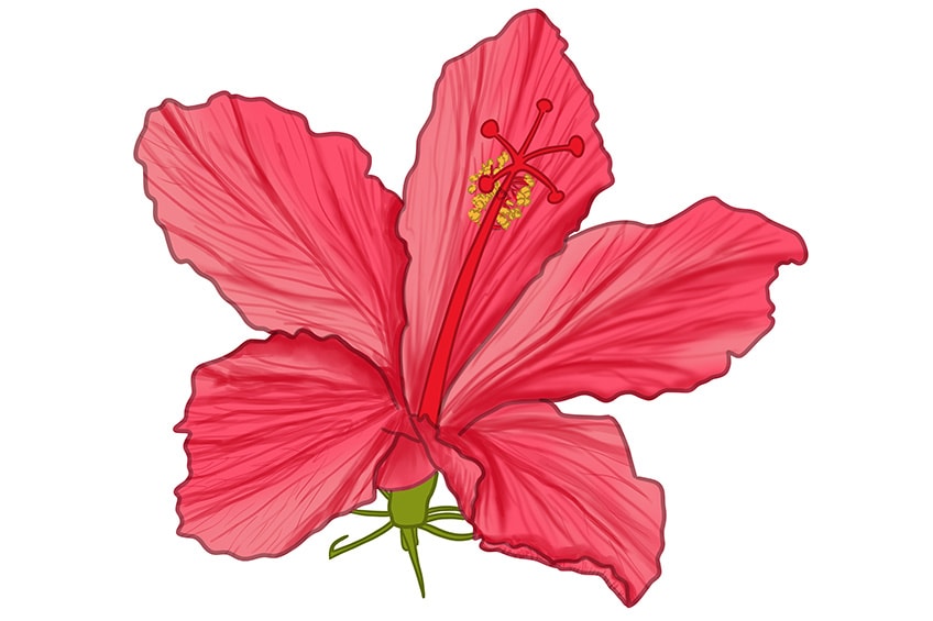 hibiscus flower drawing 13