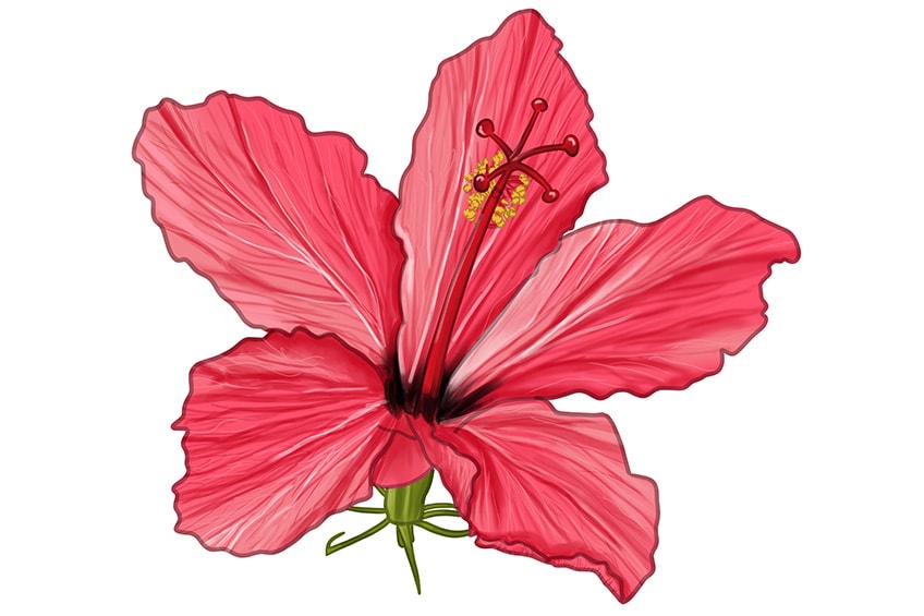 hibiscus flower sketch