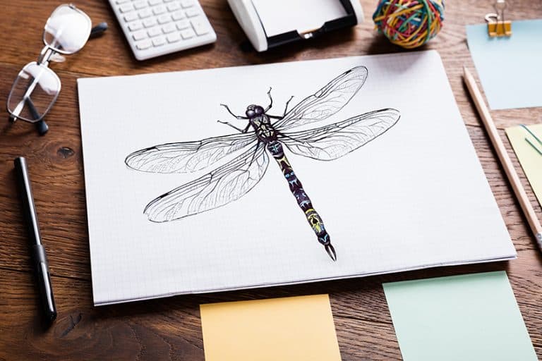 How to Draw a Dragonfly – Realistic Drawing Tutorial