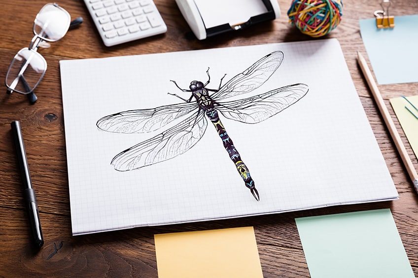 how to draw a dragonfly