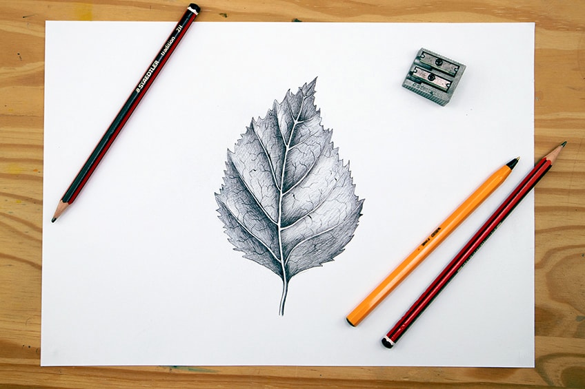 how to draw a leaf