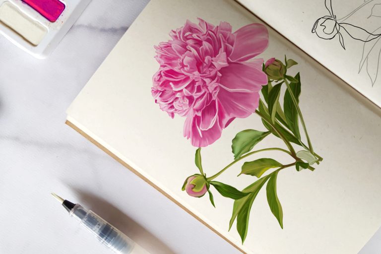 How to Draw a Peony – Creating a Realistic Peony Drawing