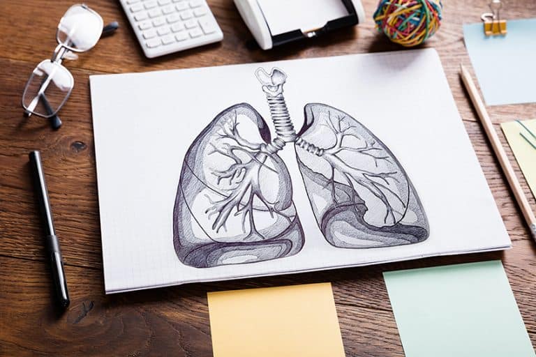 How to Draw Lungs – Steps to Create a Realistic Lungs Sketch