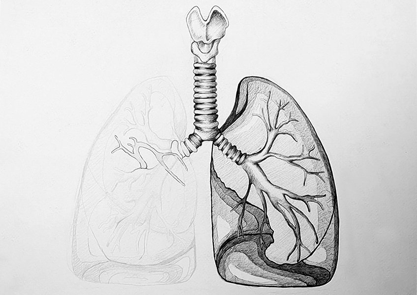 human lungs drawing 26
