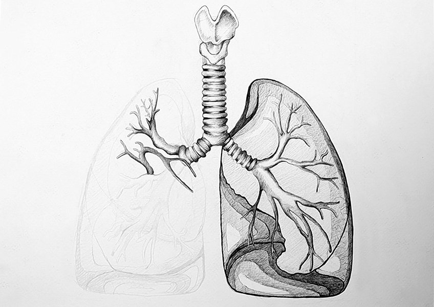 human lungs drawing 28