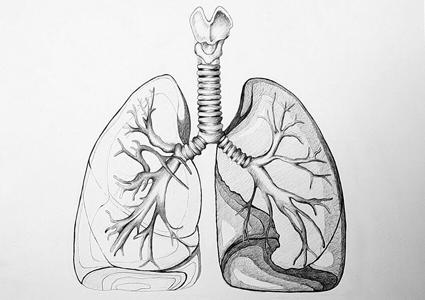 human lungs drawing 33